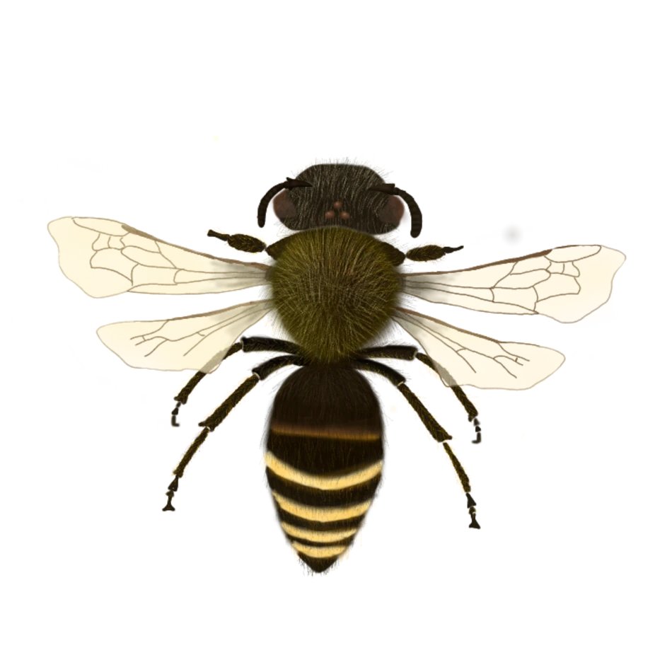 Género Colletes