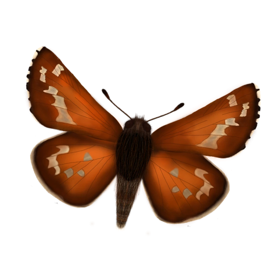 Familia Hesperiidae