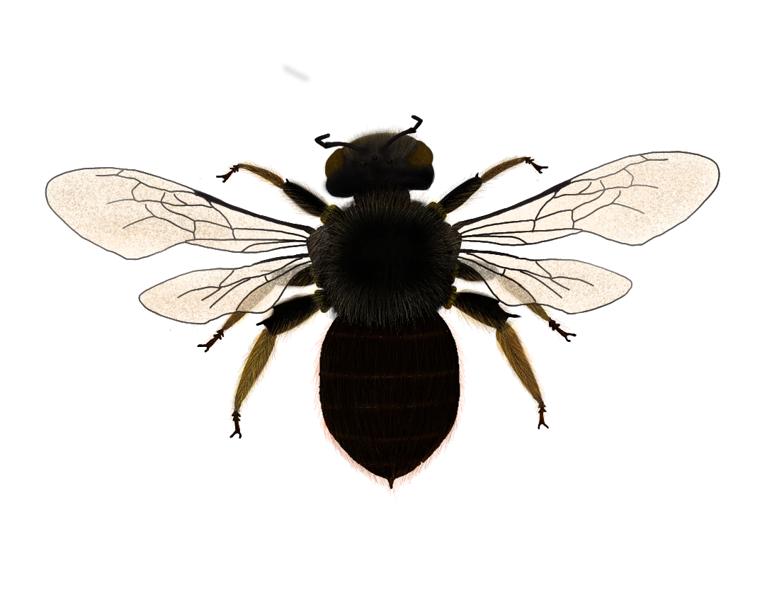 Género Xylocopa
